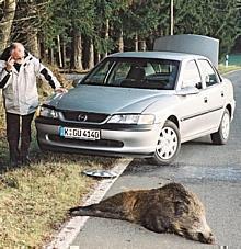 Neun von zehn Wildunfällen geschehen mit Rehwild. Der ZUsammenprall mit einem Wildschwein geschieht also recht selten. Foto: Auto-Reporter